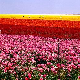 《猛兽派对》更新1.5.0版本 特别春节活动上线