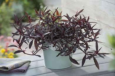 《米卡与魔女之山》推迟至2023年发行